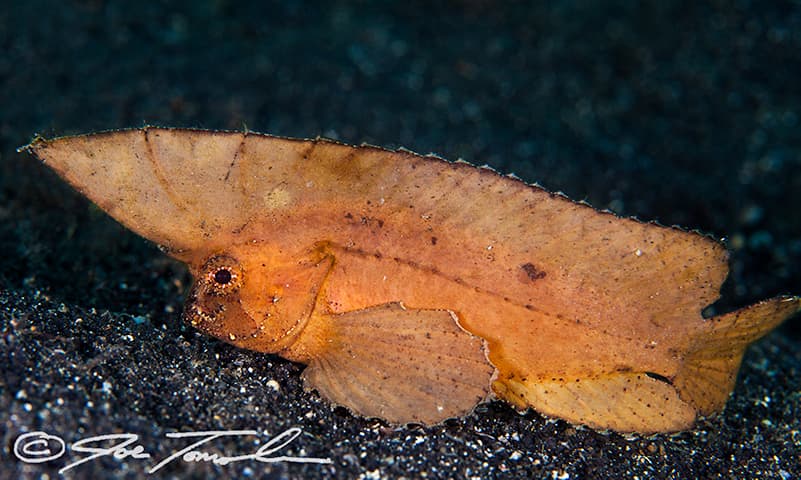 Cockatoo Waspfish in a marine aquarium