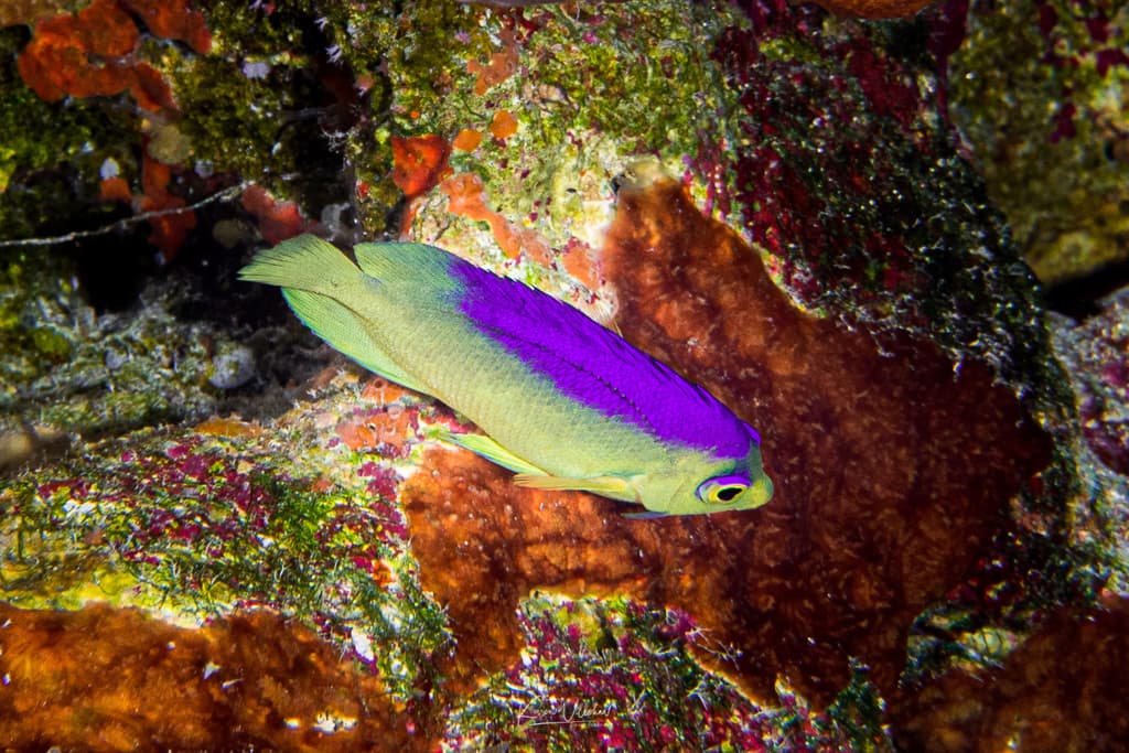 Colin's Angelfish in a marine aquarium