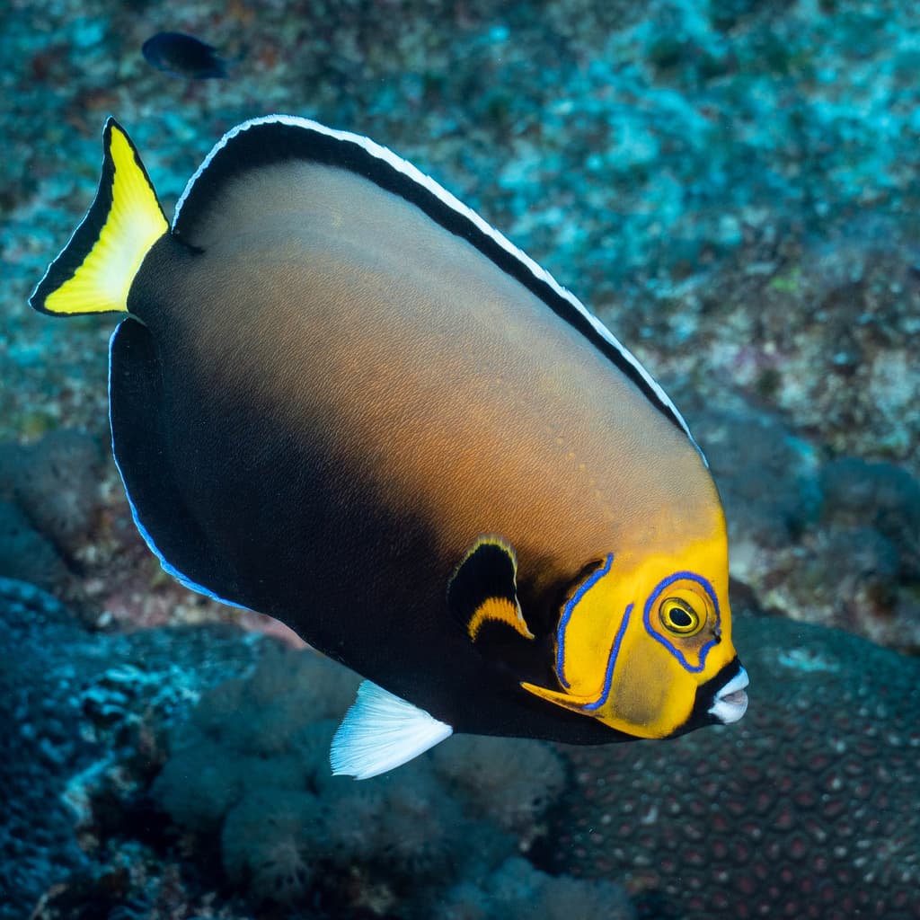 Conspicuous Angelfish in a marine aquarium