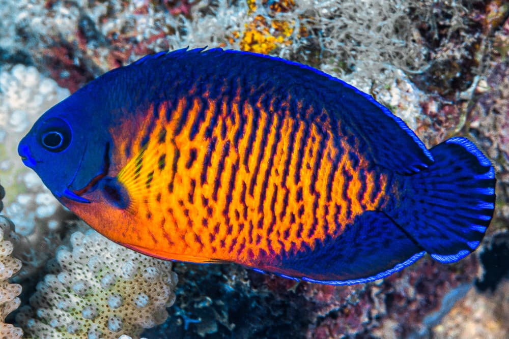 Coral Beauty Angelfish in a marine aquarium