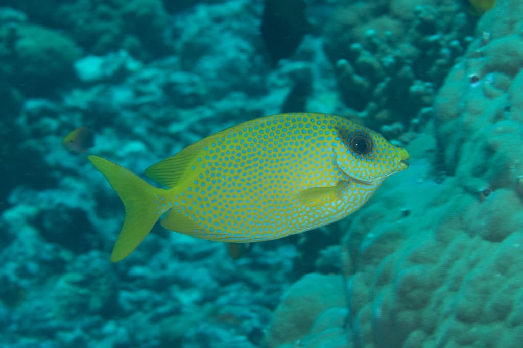 Coral Rabbitfish in a marine aquarium