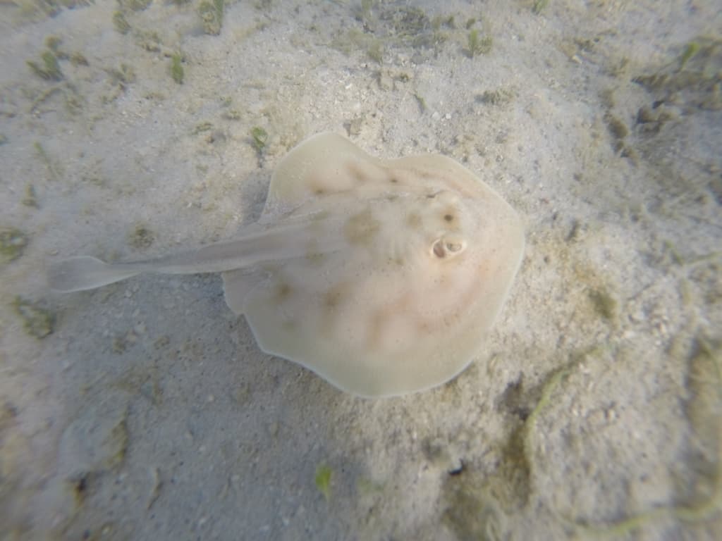 Cortez Round Stingray in a marine aquarium