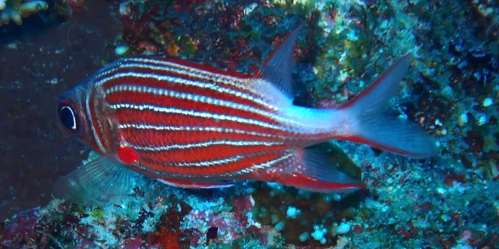 Crown Squirrelfish displaying red body with white stripes in a marine aquarium