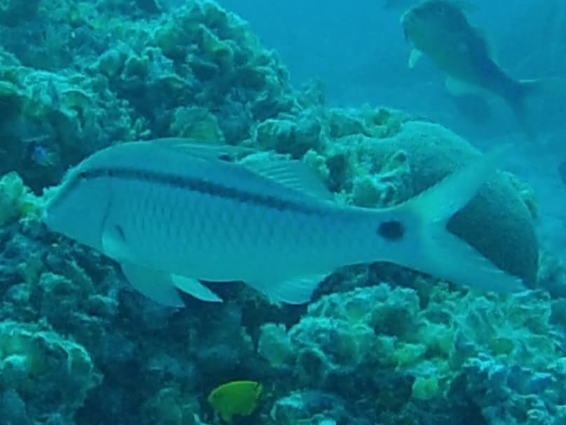 Dash-and-Dot Goatfish foraging on reef