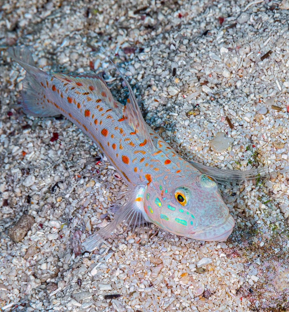 Diamond Goby in a marine aquarium