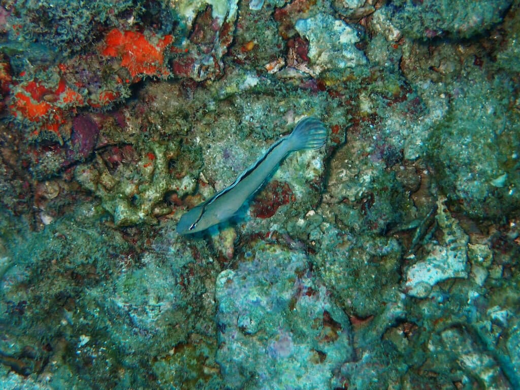Disco Blenny in a marine aquarium