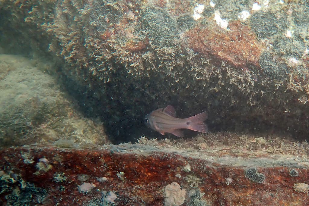 Doederlein Cardinalfish in a marine aquarium