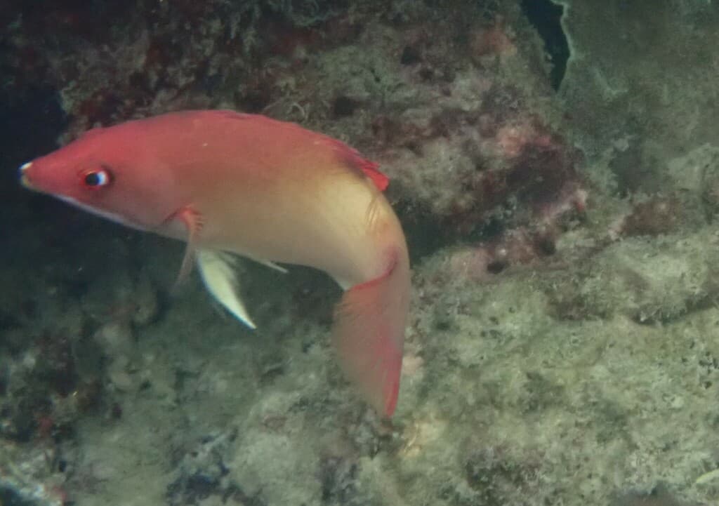 Dottyback Hogfish in a marine aquarium