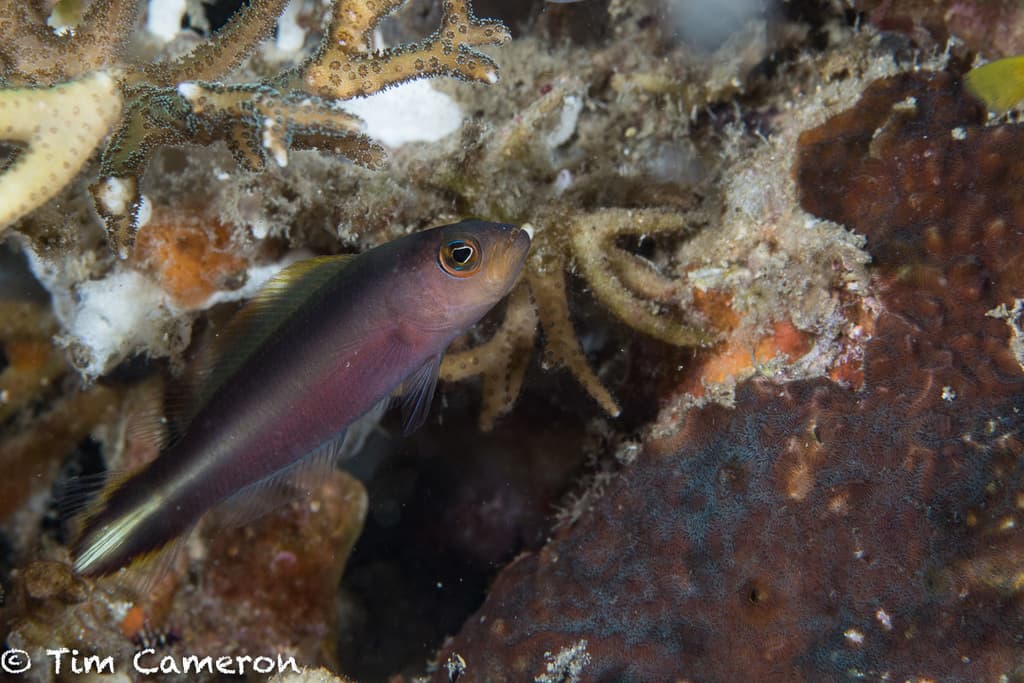 Double-Striped Dottyback in a marine aquarium