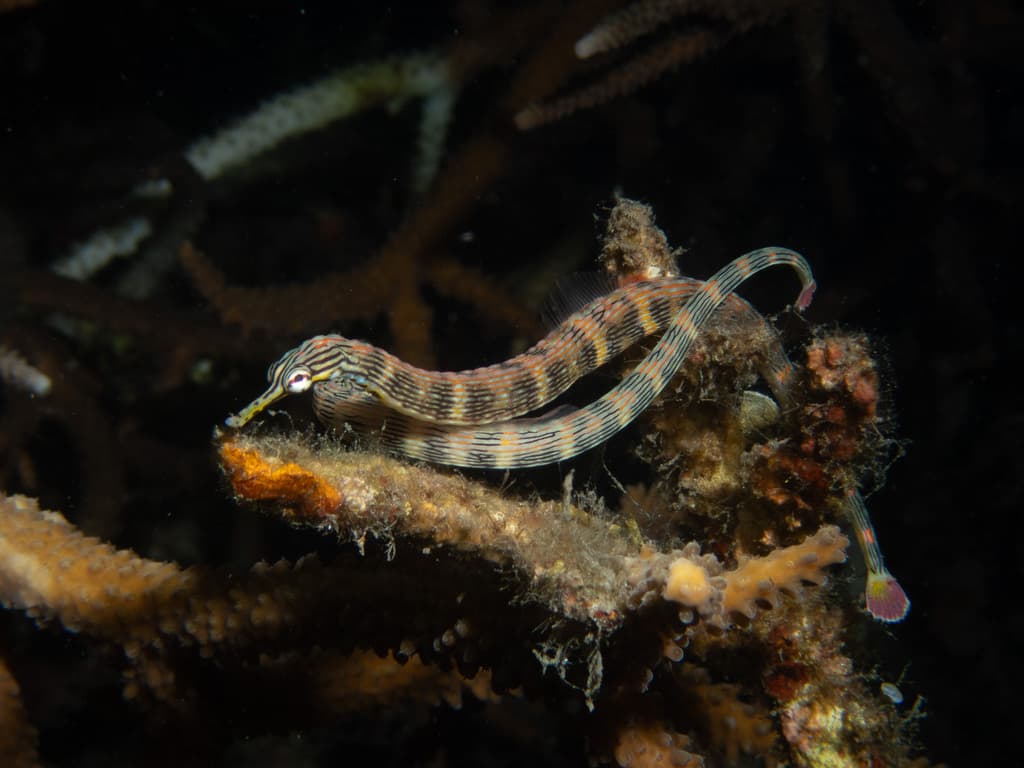 Dragon-faced Pipefish in a marine aquarium