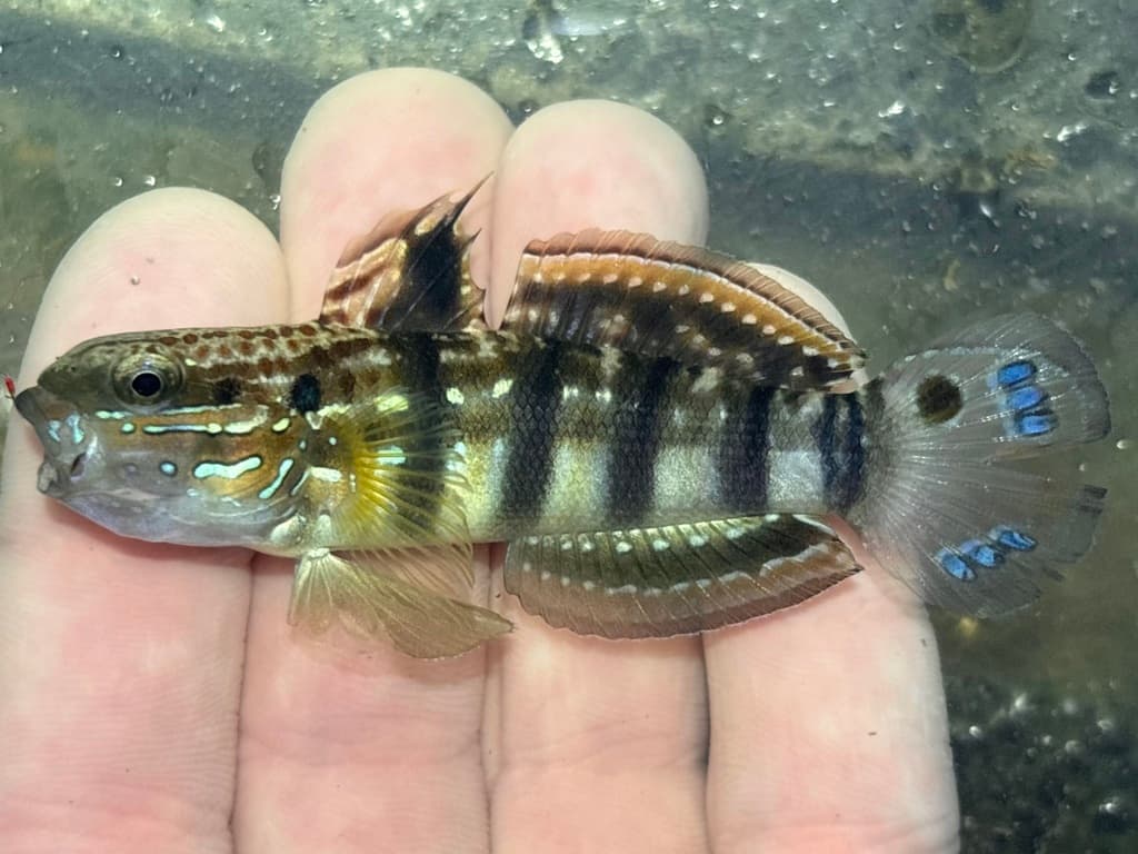 Dragon Goby in a marine aquarium