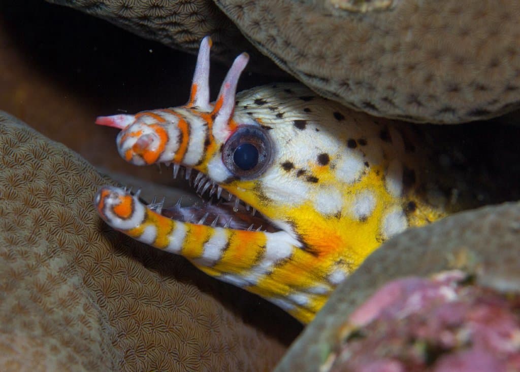 Dragon Moray Eel
