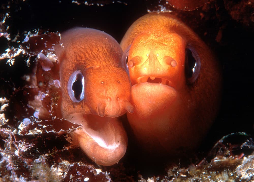 Dwarf Moray Eel in a marine aquarium