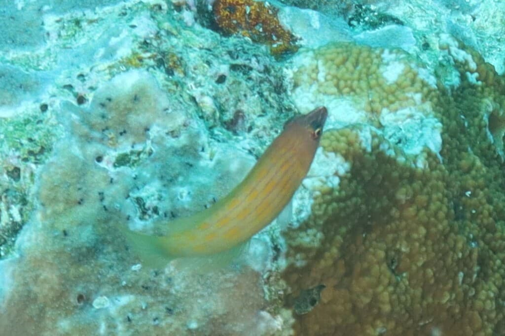 Eight-Line Wrasse in a marine aquarium