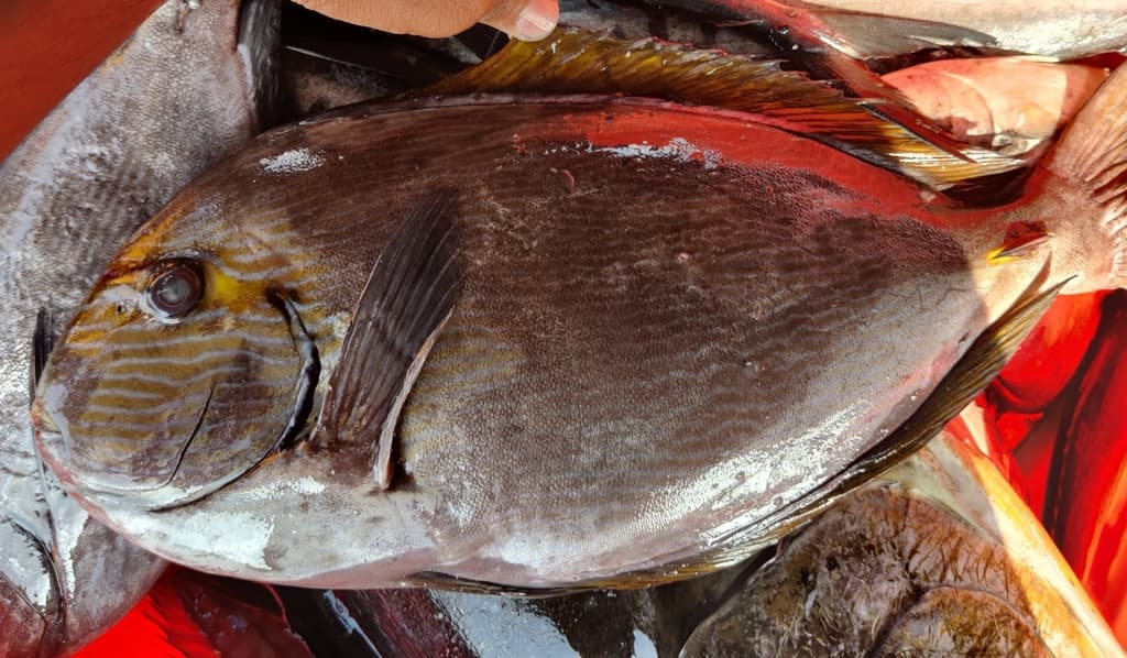 Elongate Surgeonfish in a marine aquarium
