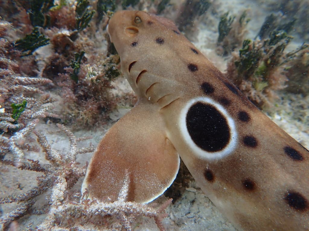 Epaulette Shark resting on sandy substrate showing distinctive eyespot