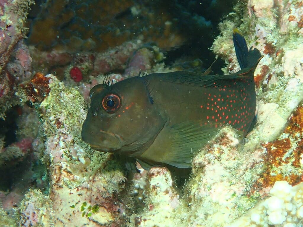 Eyelash Blenny perched on reef rock