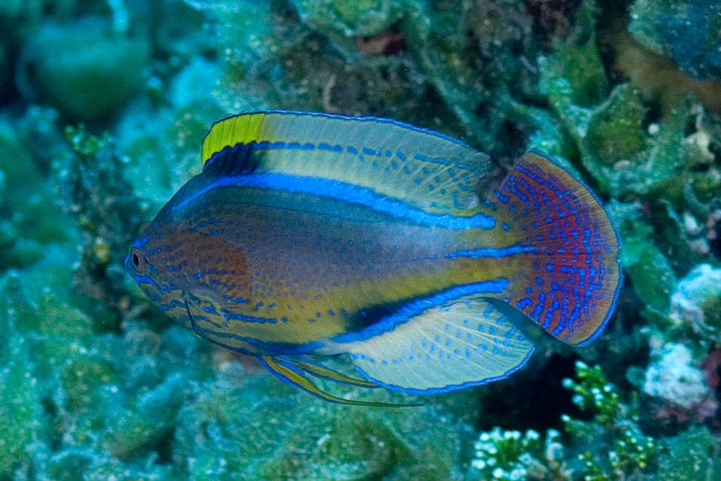 Lineatus Fairy Wrasse in a marine aquarium