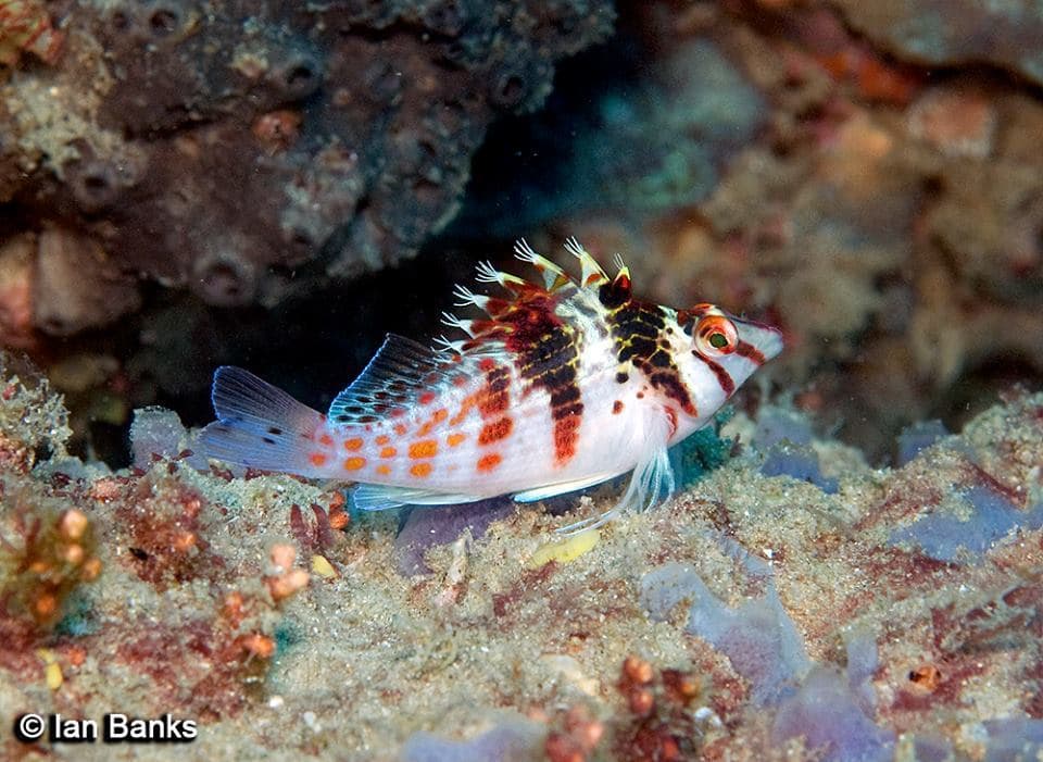 Falco Hawkfish