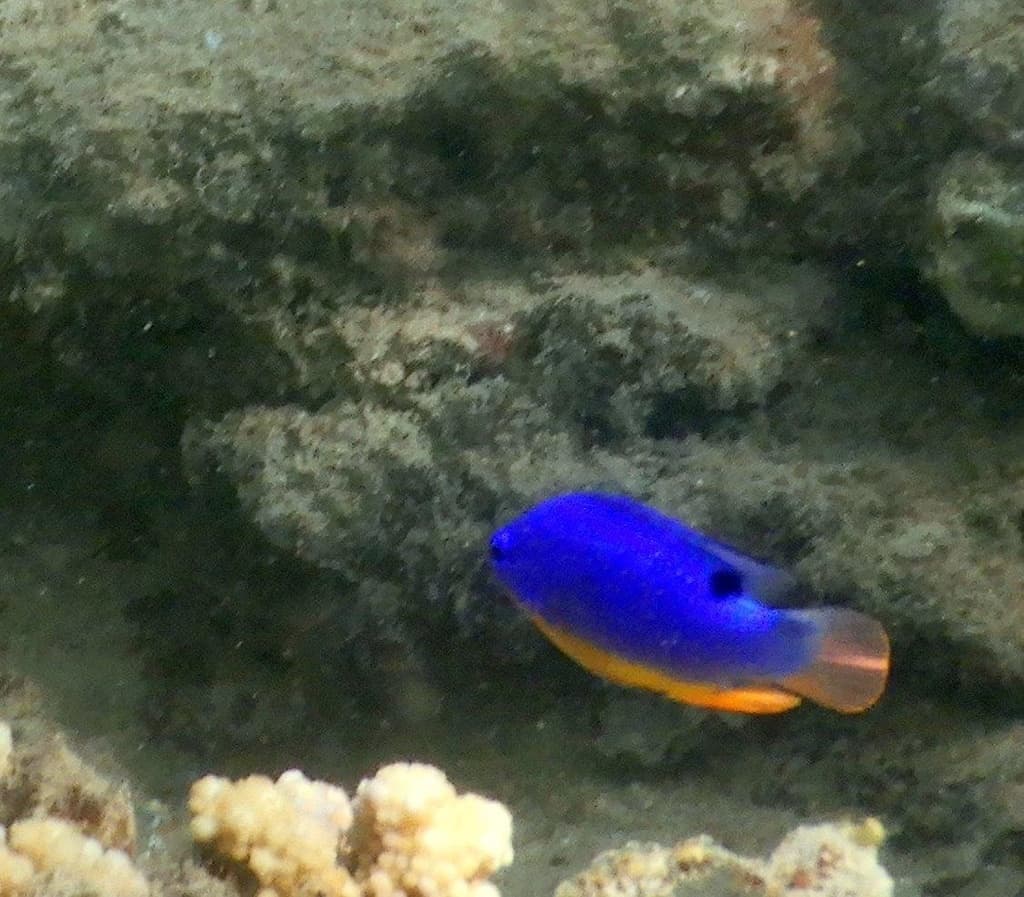 Fiji Blue Devil Damselfish in a marine aquarium