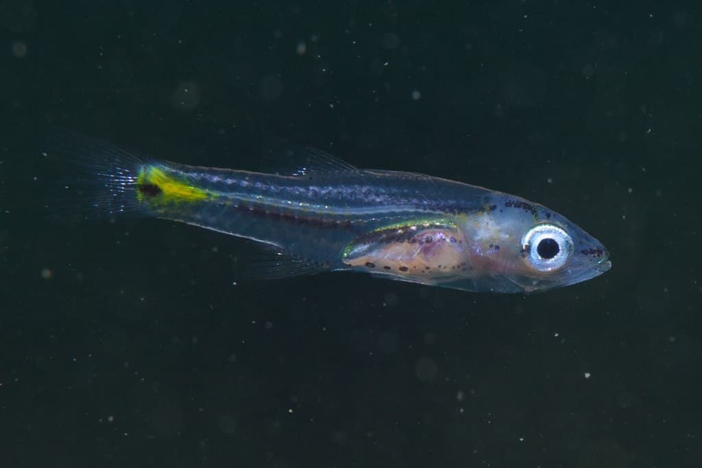 Five Lined Cardinalfish in a marine aquarium