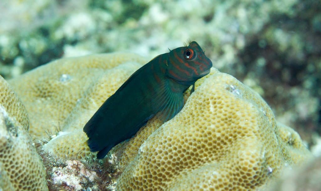 Flaming Blenny on reef rock