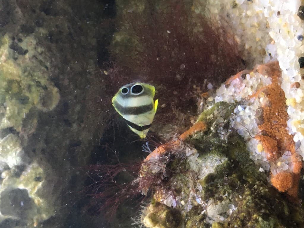 Four-Eye Butterflyfish in a marine aquarium