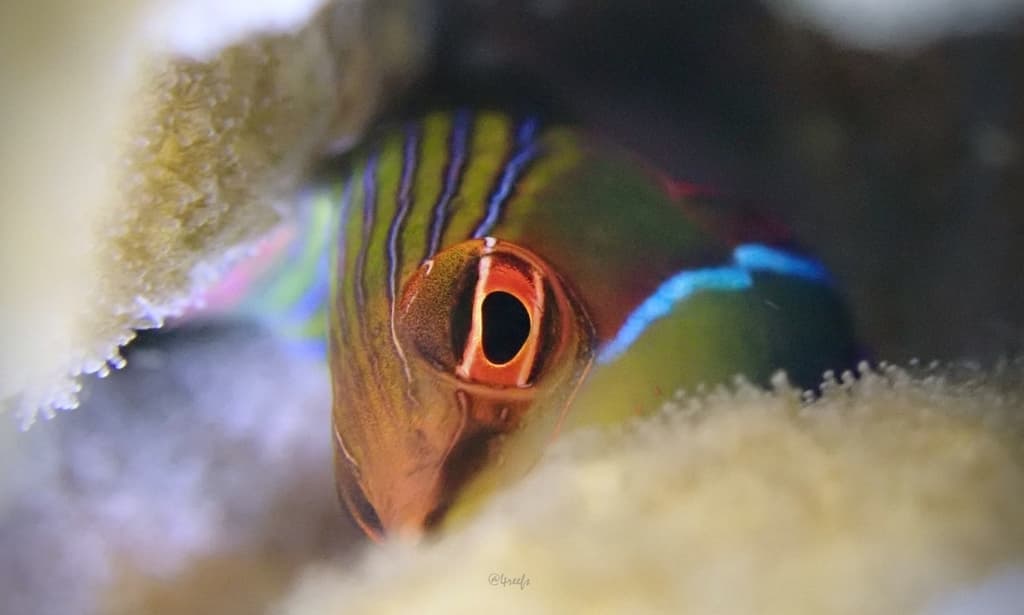 Four-Line Wrasse in a marine aquarium