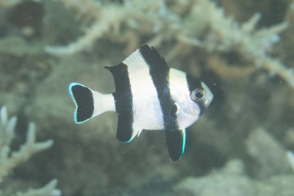 Four Stripe Damsel in a marine aquarium