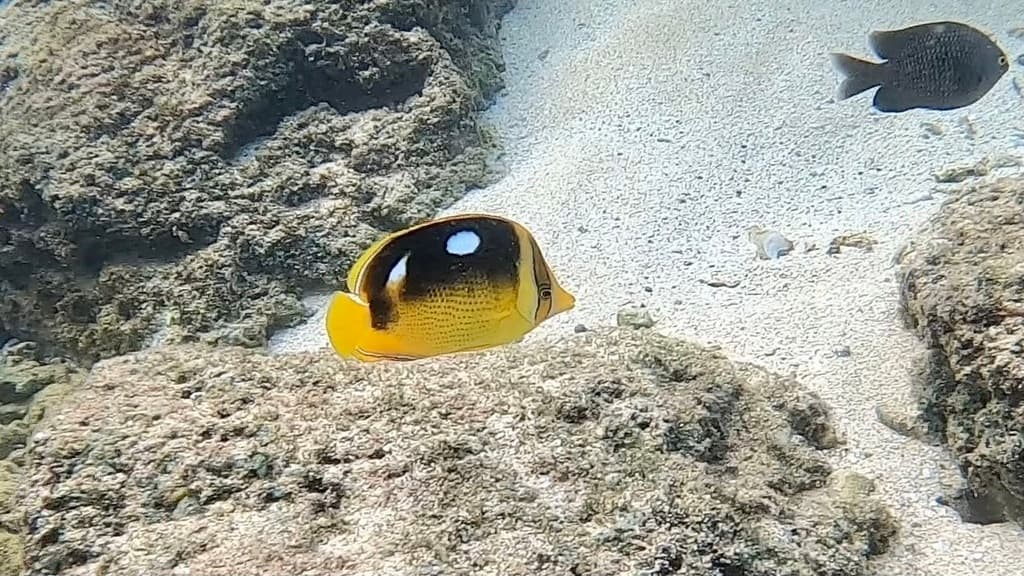 Fourspot Butterflyfish showing distinctive dark spots and two-toned coloration