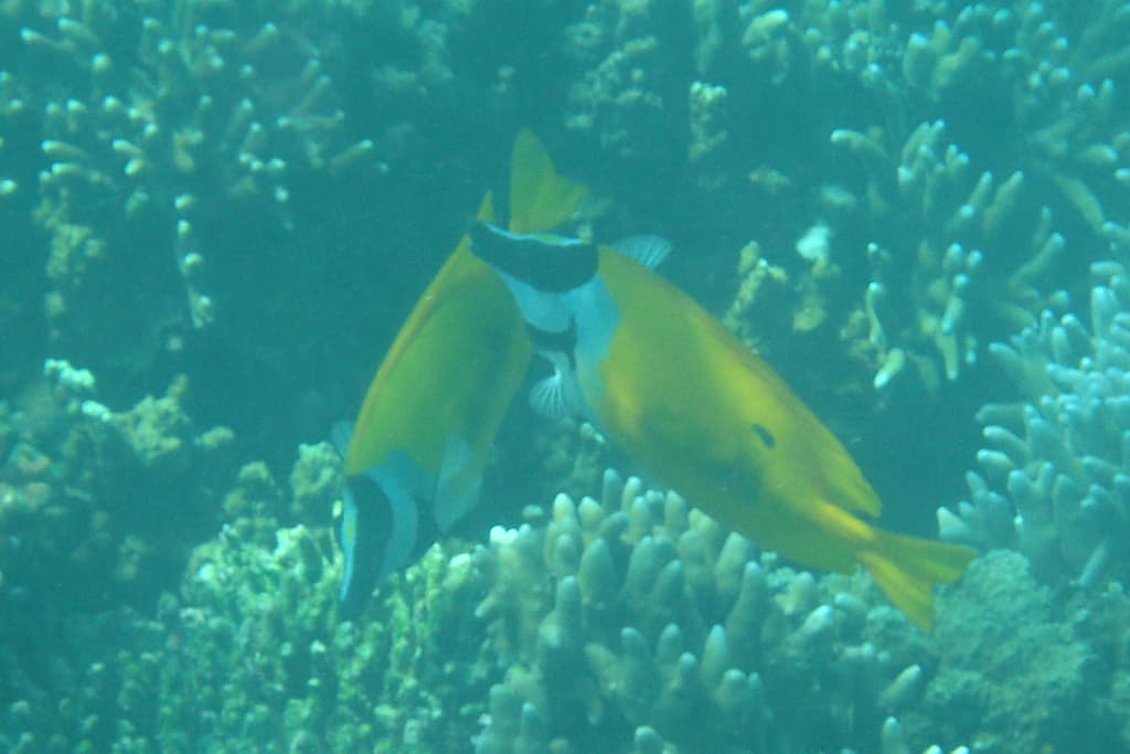 Foxface Rabbitfish in a marine aquarium