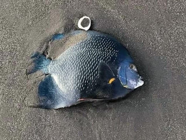 Adult French Angelfish showing black body with golden scale edging