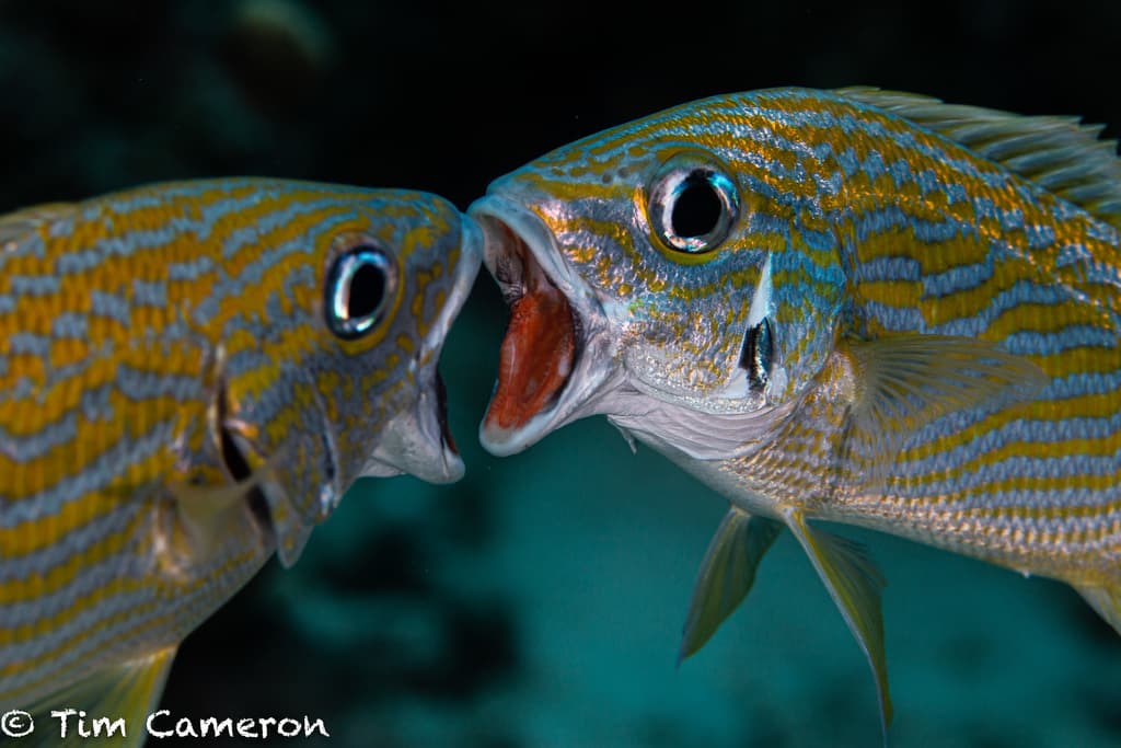 French Grunt in a marine aquarium