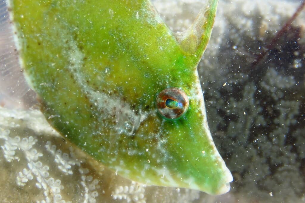 Fringed Filefish in a marine aquarium