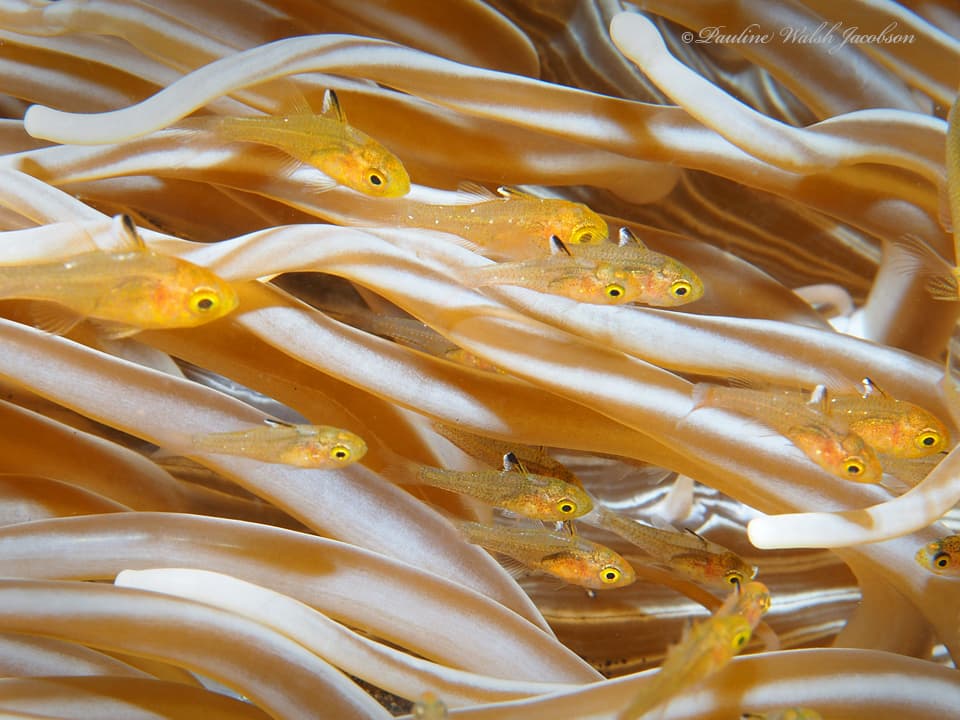 Frostfin Cardinalfish in a marine aquarium