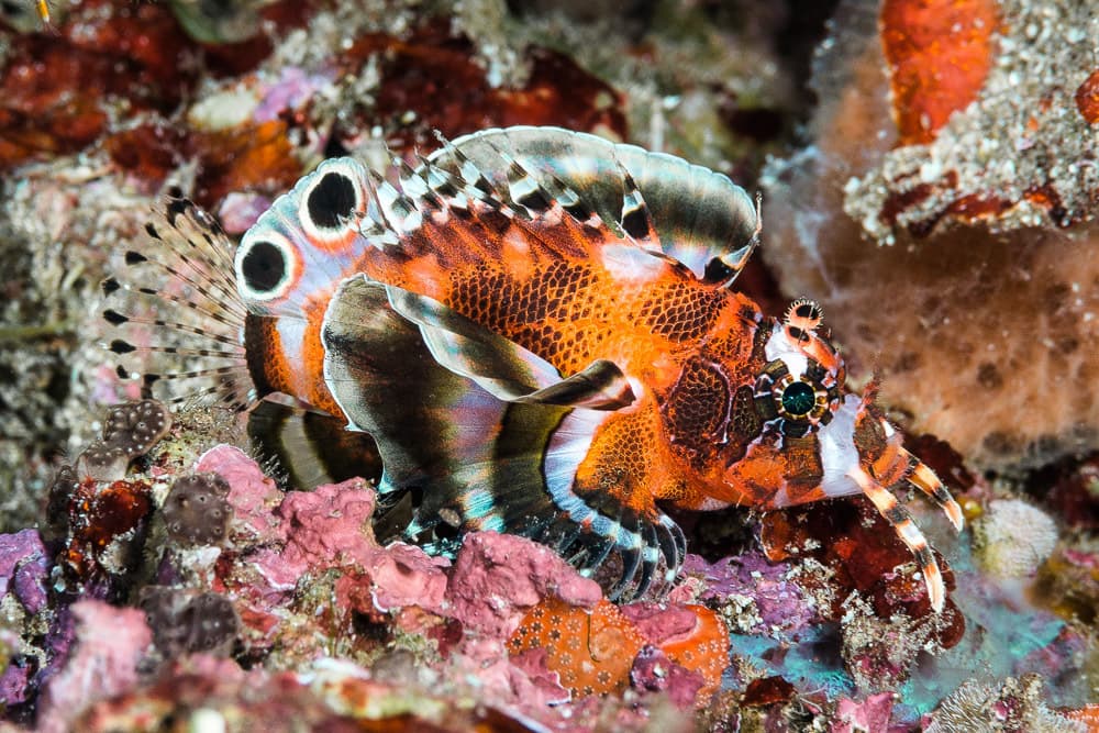 Fu Manchu Lionfish in a marine aquarium