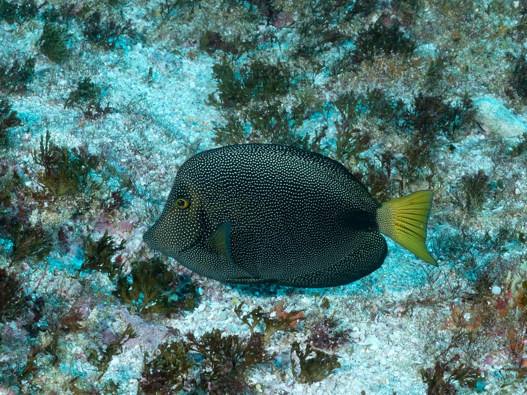 Gem Tang in a marine aquarium