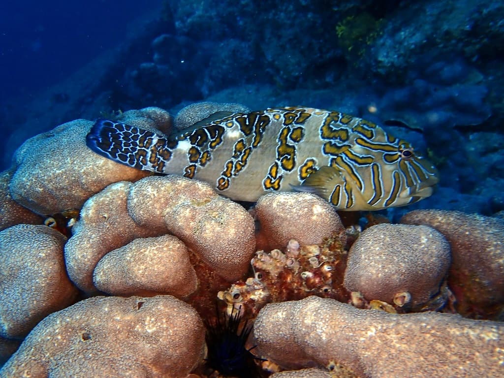Giant Hawkfish perched on rocky reef in a marine aquarium