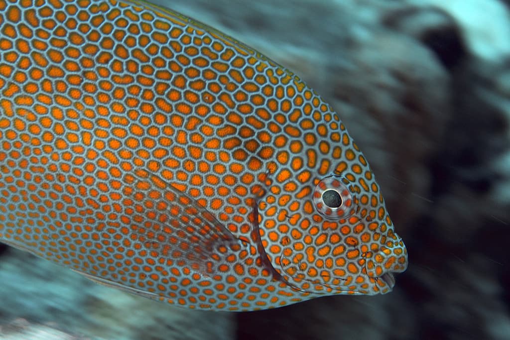 Gold-spotted Rabbitfish in a marine aquarium