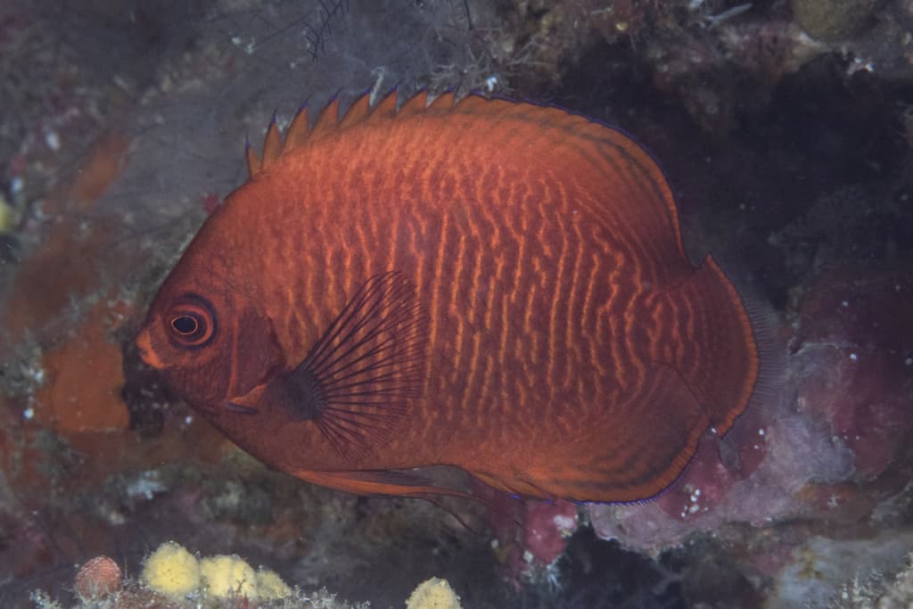 Golden Angelfish in a marine aquarium