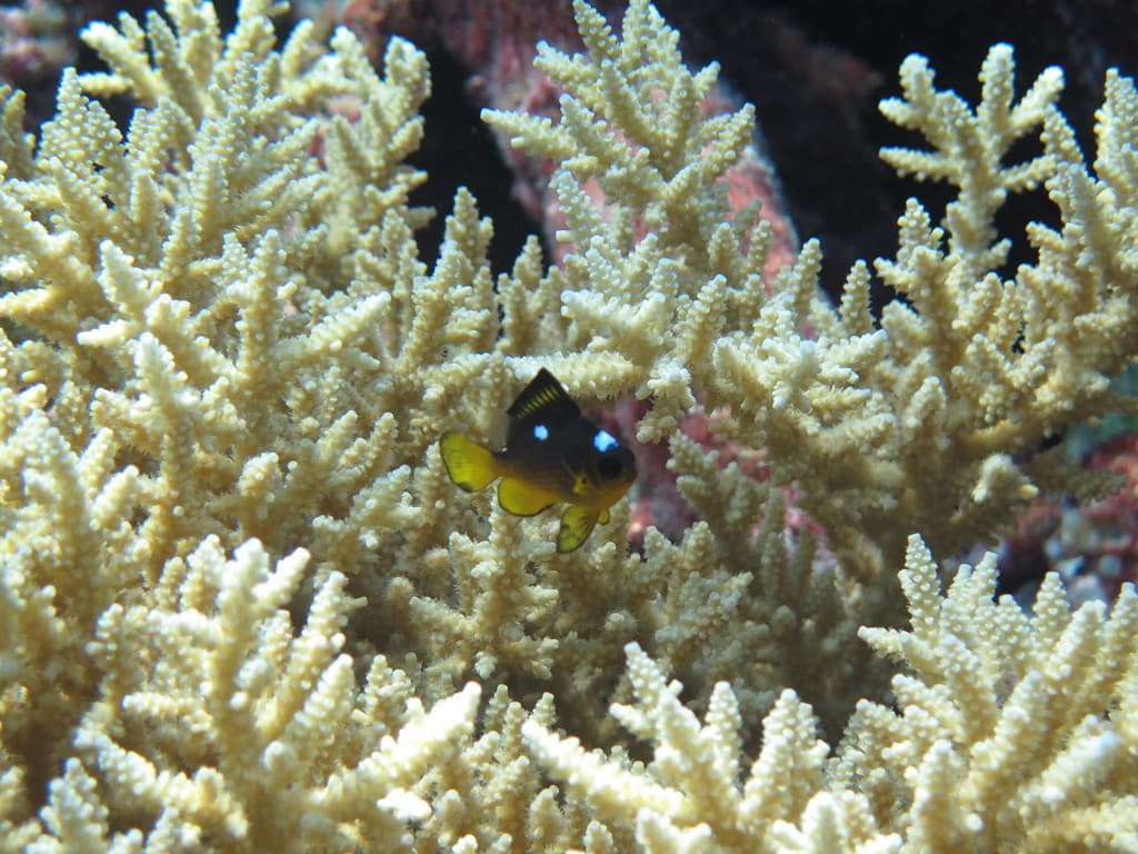 Golden Domino Damselfish in a marine aquarium