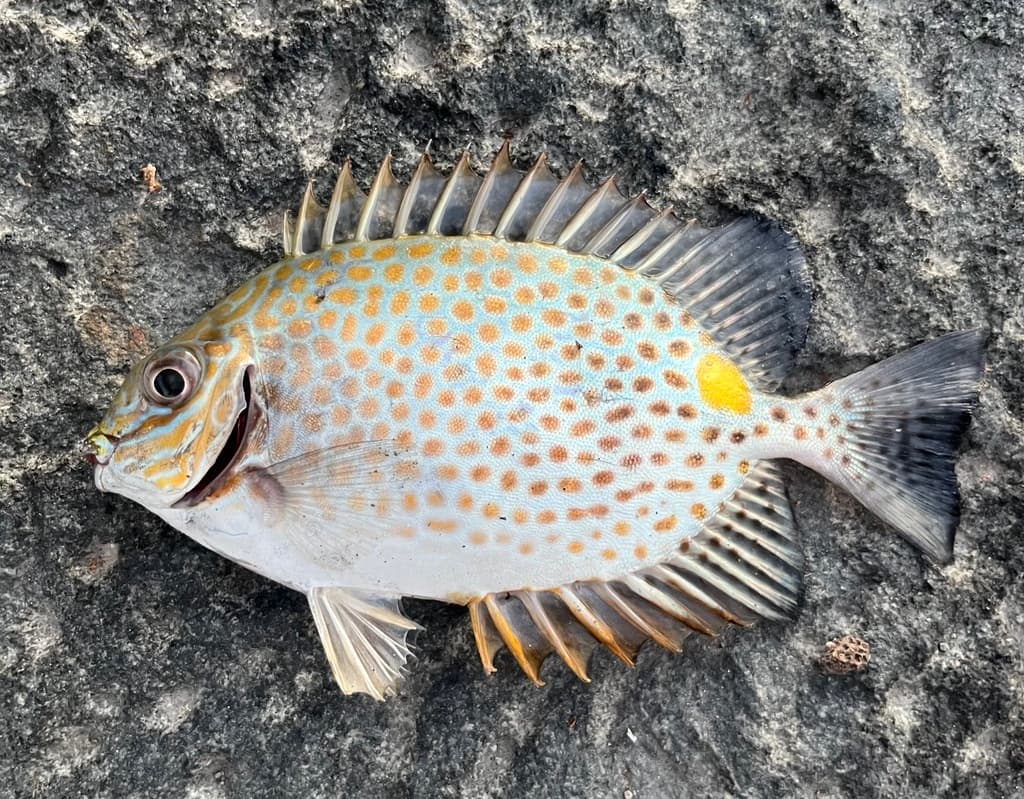 Golden Foxface in a marine aquarium