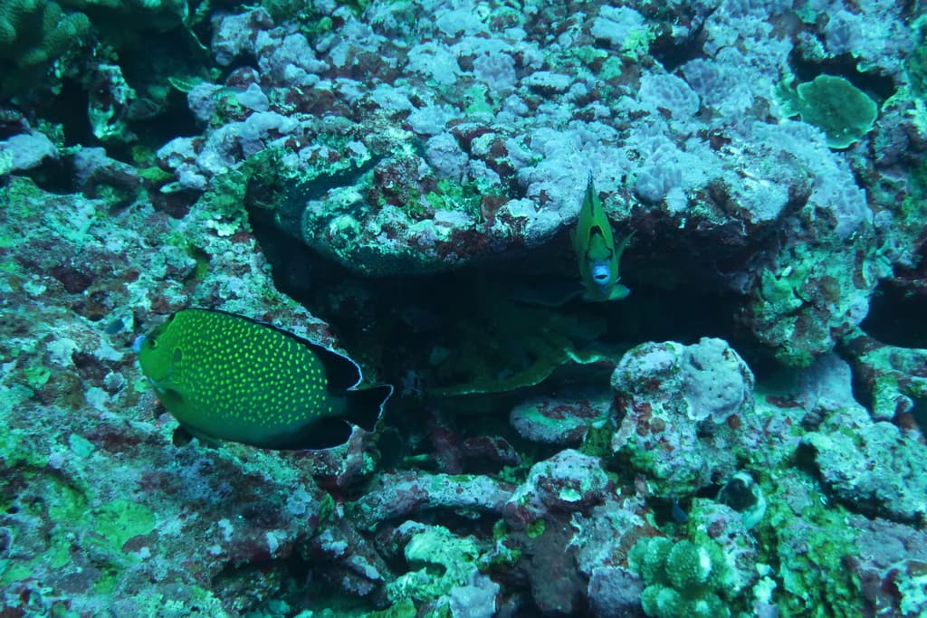 Goldflake Angelfish in a marine aquarium