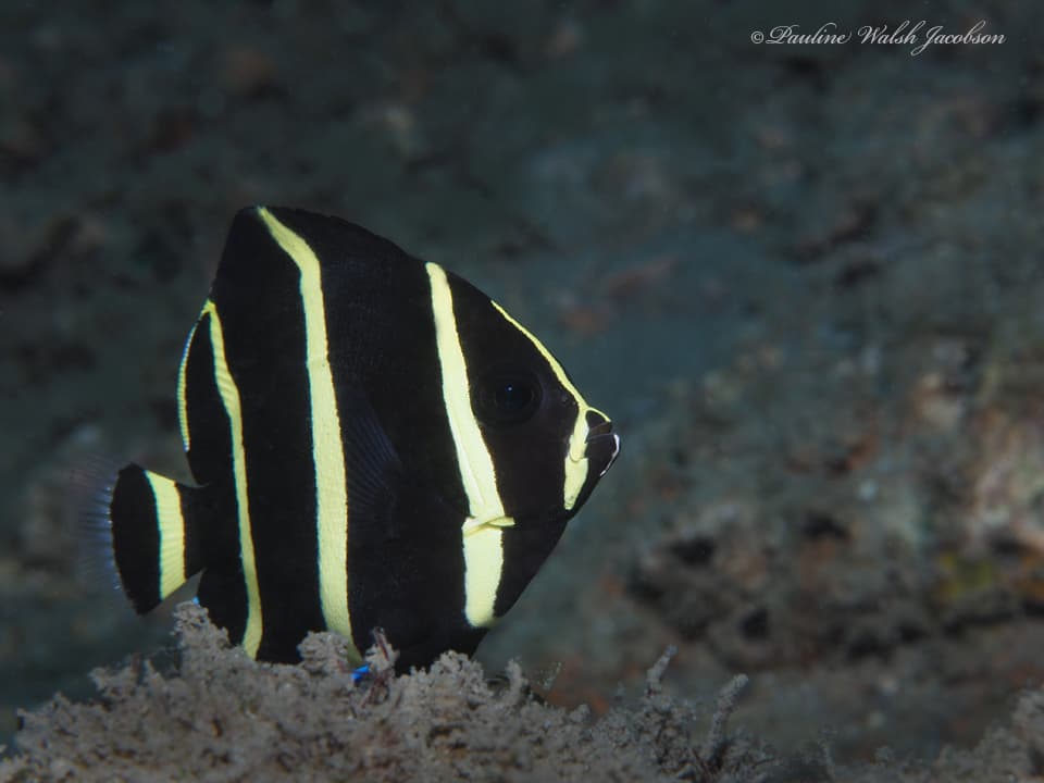 Gray Angelfish in a marine aquarium
