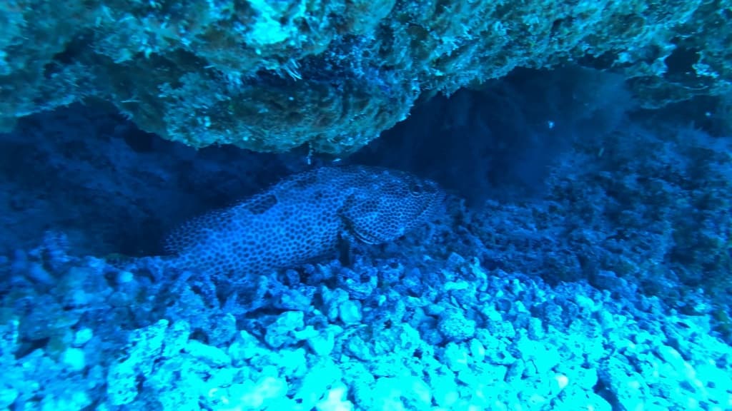 Greasy Grouper showing brownish body with small dark spots