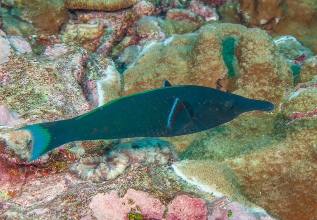 Green Birdmouth Wrasse displaying elongated snout and green coloration
