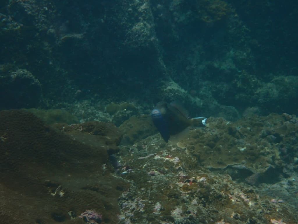Halfmoon Triggerfish in a marine aquarium