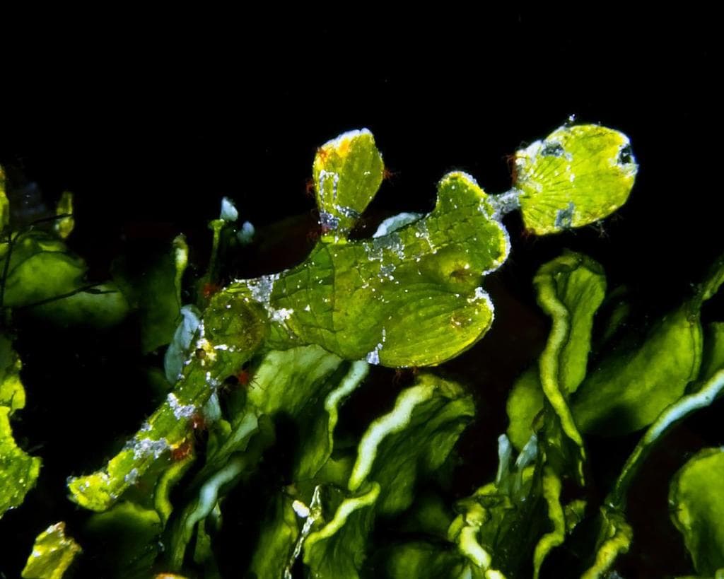 Halimeda Ghost Pipefish in a marine aquarium