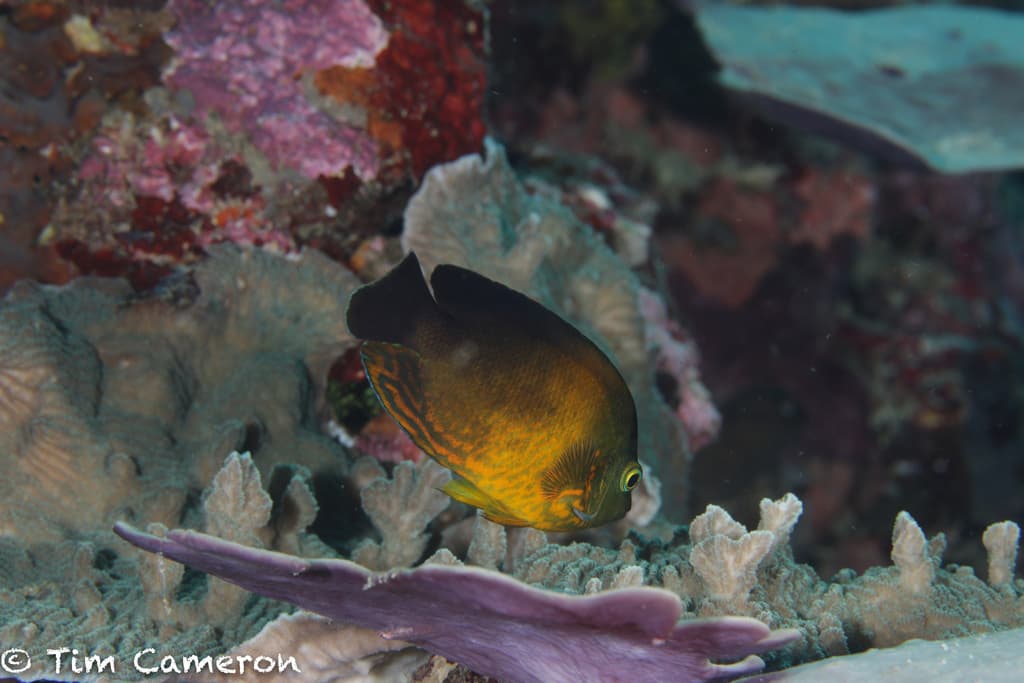Herald's Angelfish in a marine aquarium