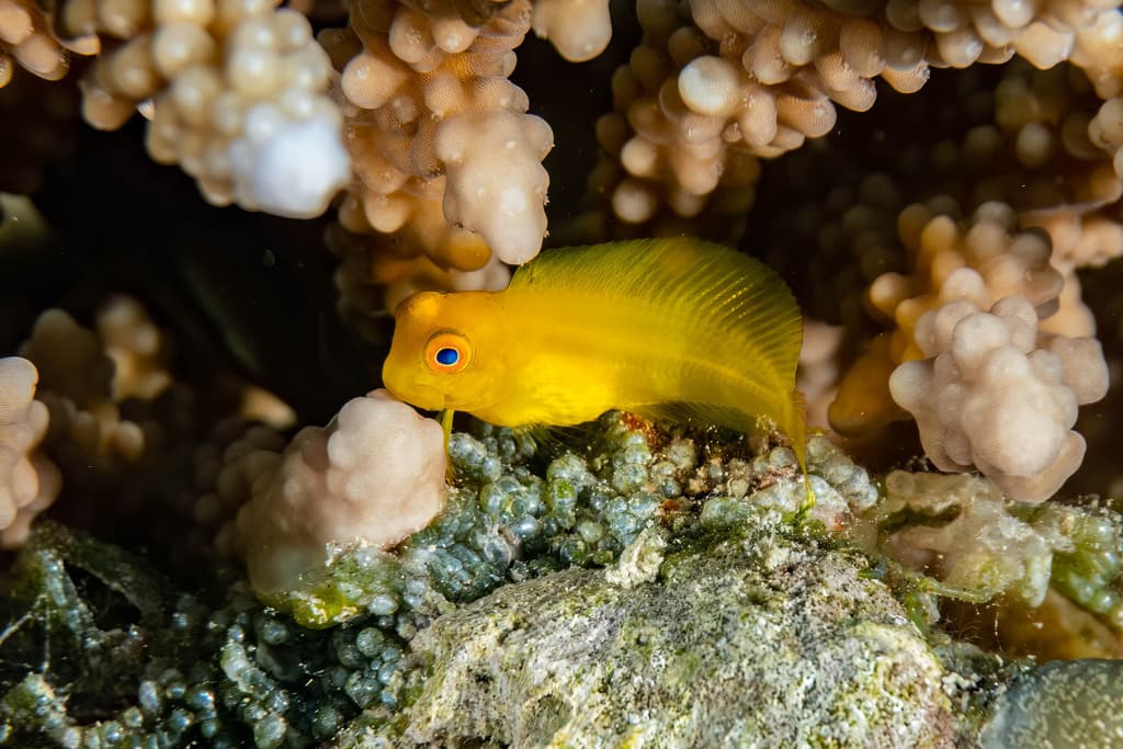 Highfin Blenny in a marine aquarium